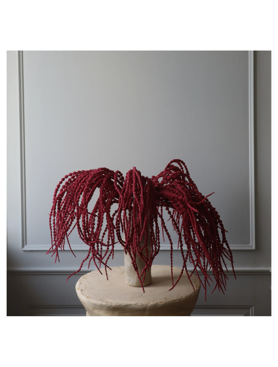 Amaranthus Caudatus rød Botane - Image 3