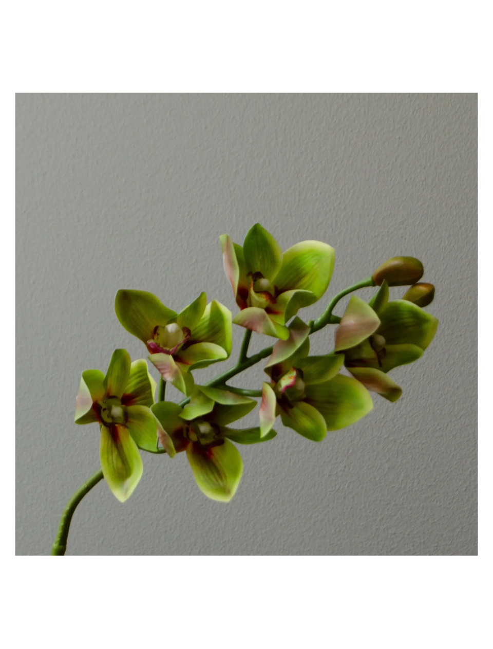 Cymbidium orkide grøn Botane - Image 2