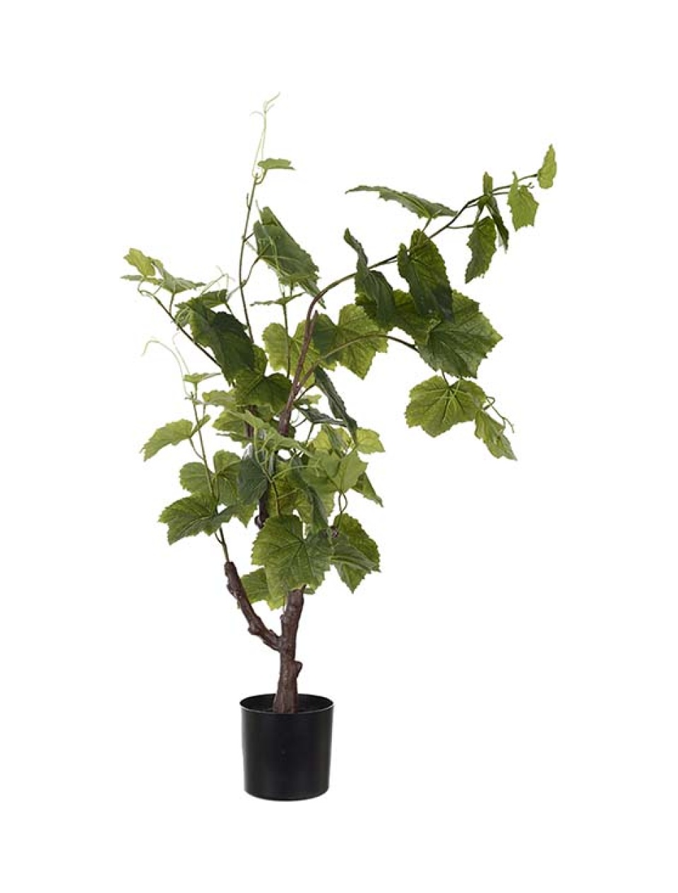 Vin stok plante 90cm.