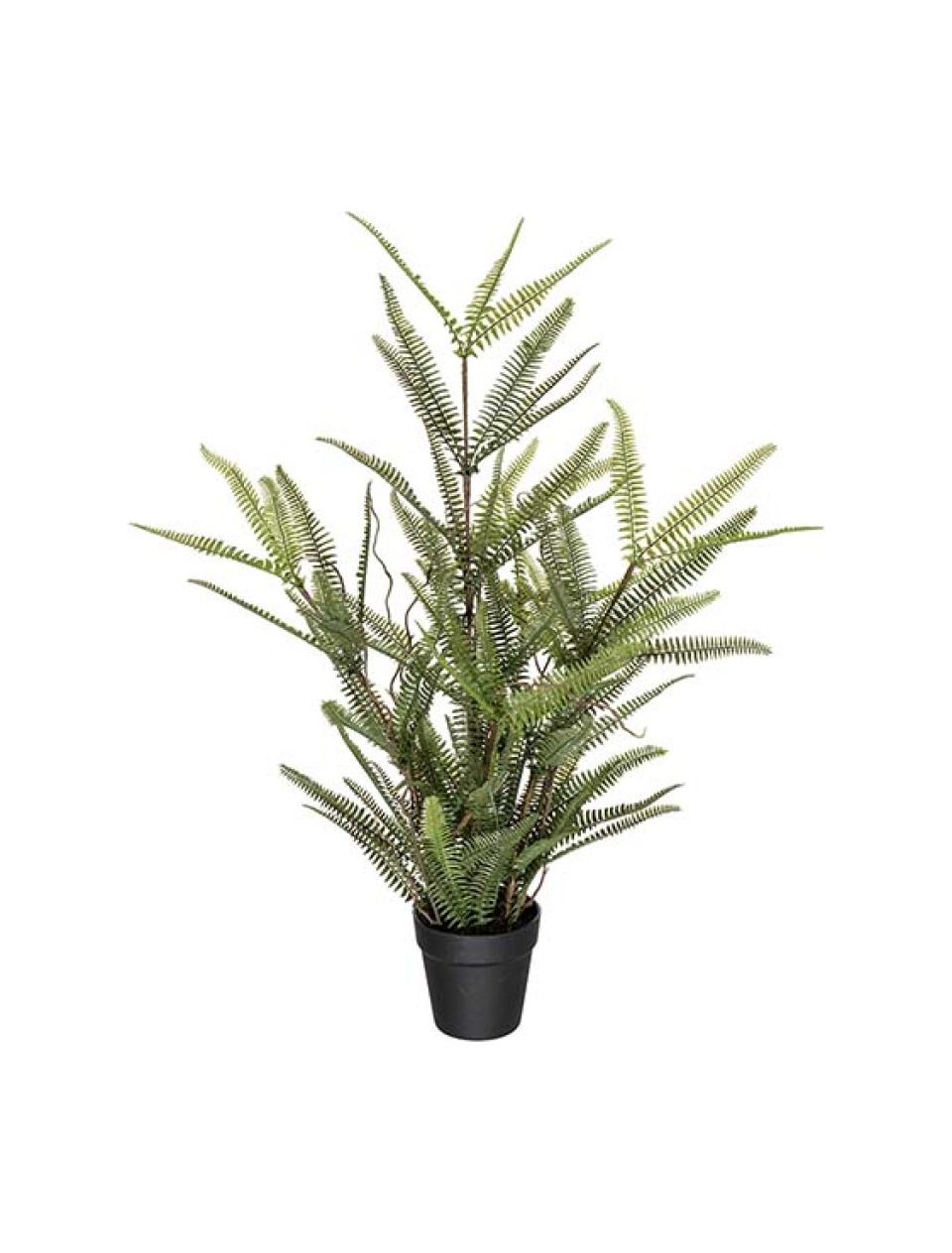 Bregne plante 80cm.