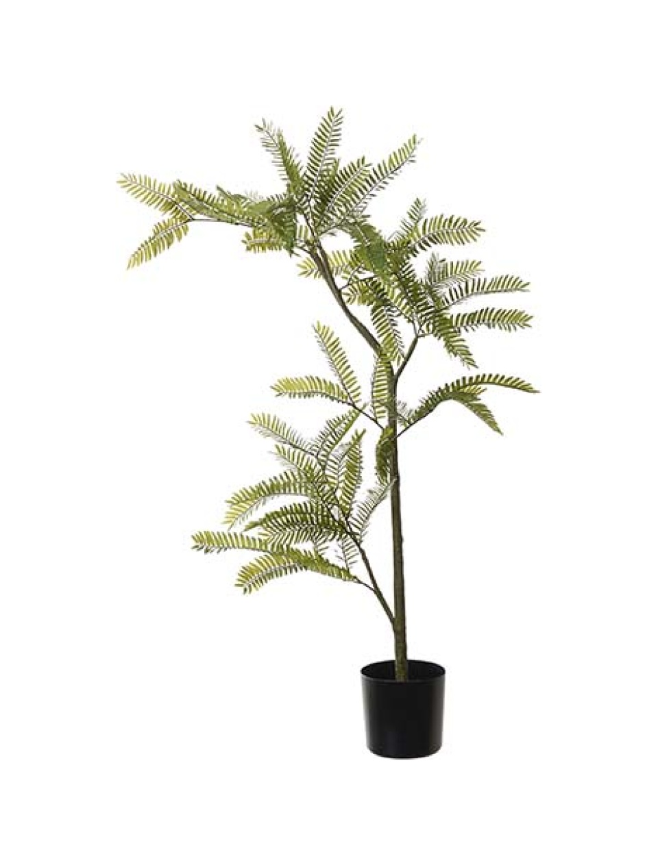 Mimosa plante 80cm.